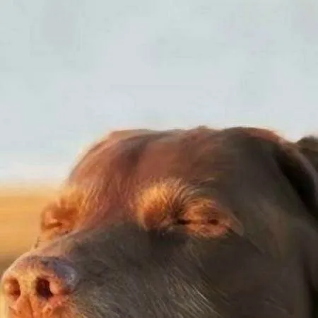 chat with ai character: a normal mha day