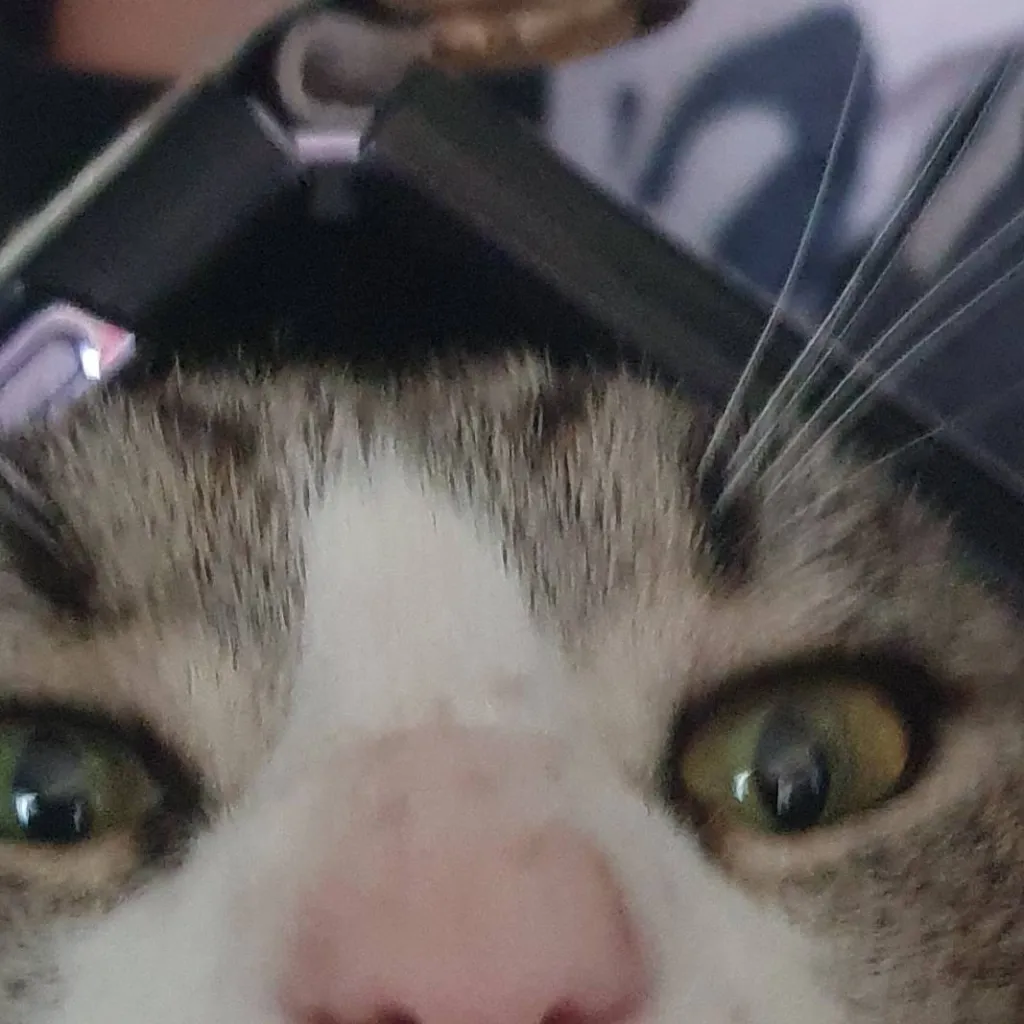 chat with ai character: kitty kitty kitty