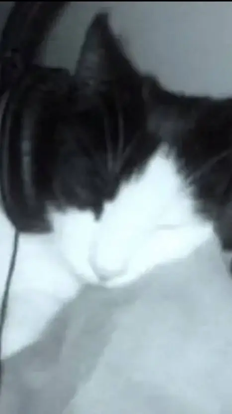 ai character: Cat background