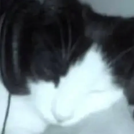 chat with ai character: Cat