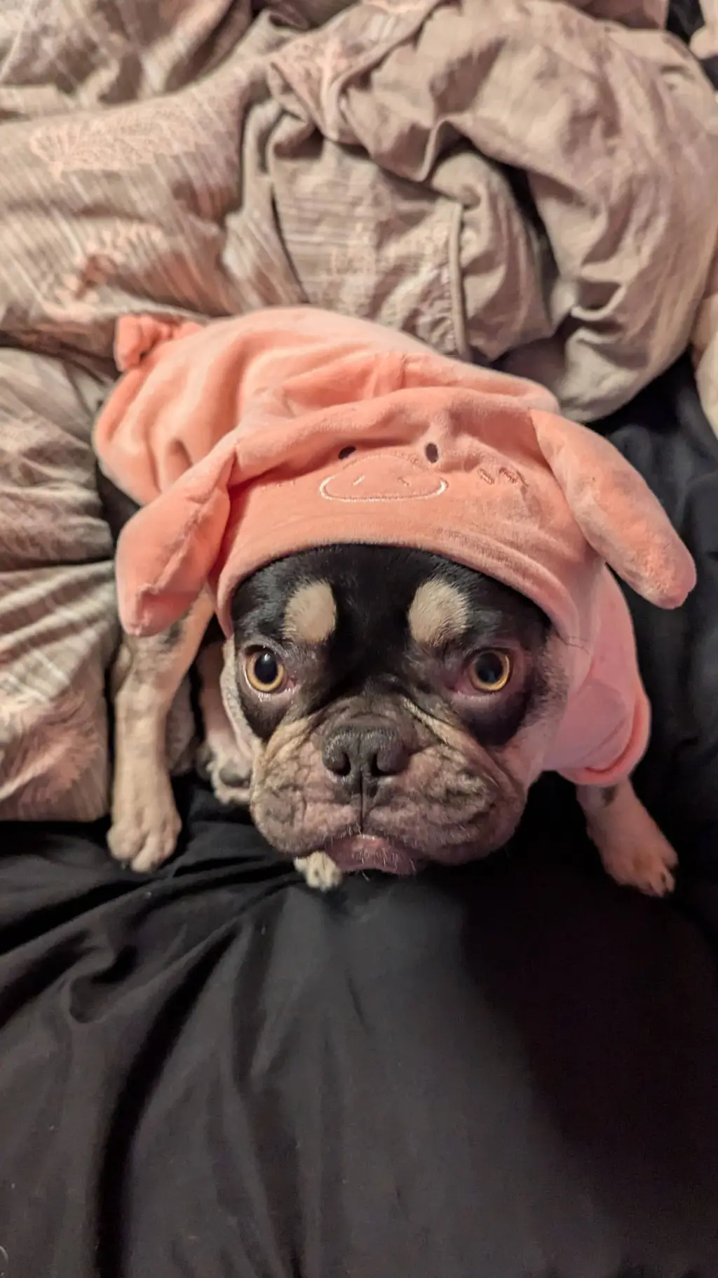 ai character: ×Yap to a dog× background