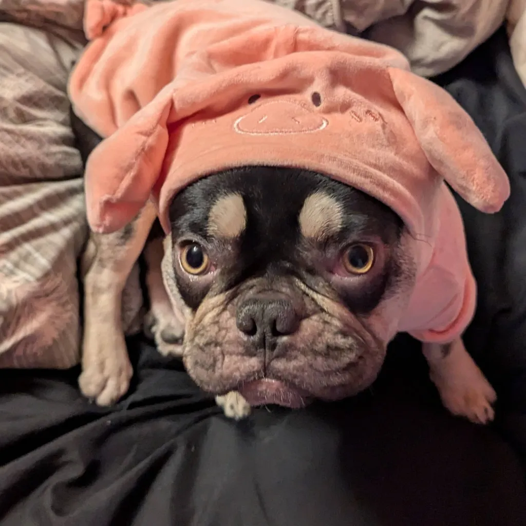 chat with ai character: ×Yap to a dog×