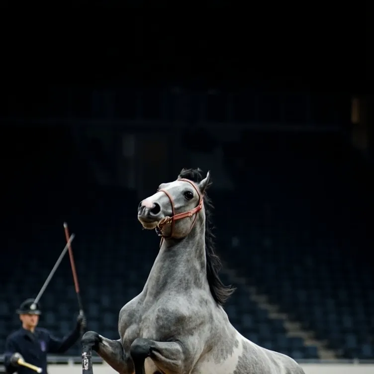 chat with ai character: auction horse?