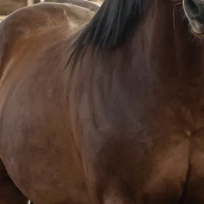 chat with ai character: A horse