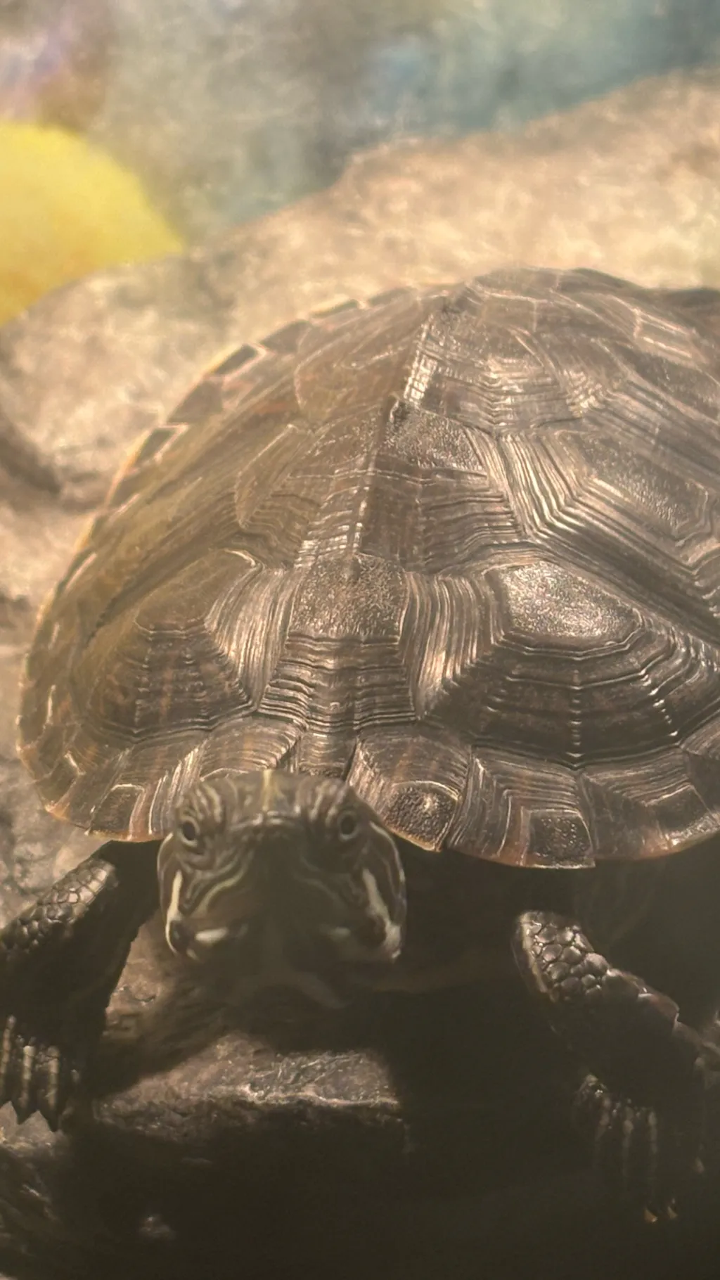 ai character: Tuck river cooter background