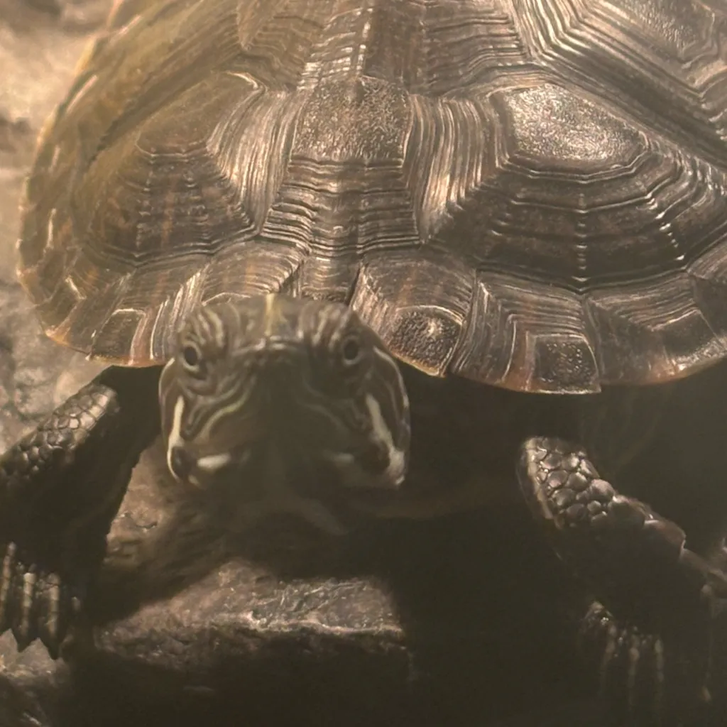 chat with ai character: Tuck river cooter