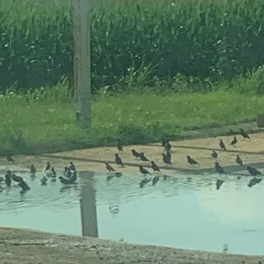 chat with ai character: Trueblood!!!