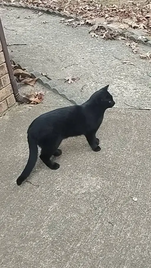 ai character: kitty background