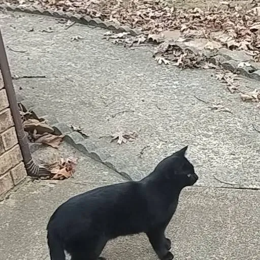 chat with ai character: kitty