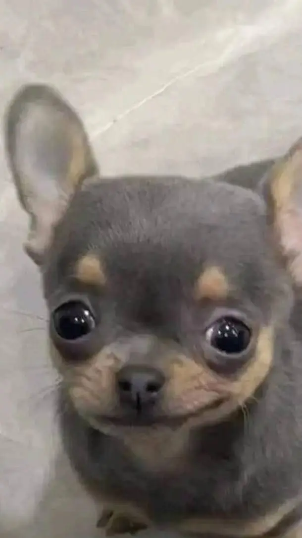 ai character: memes background