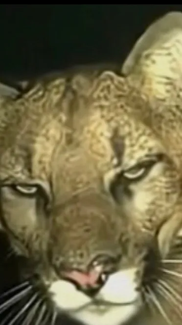 ai character: I’m back background