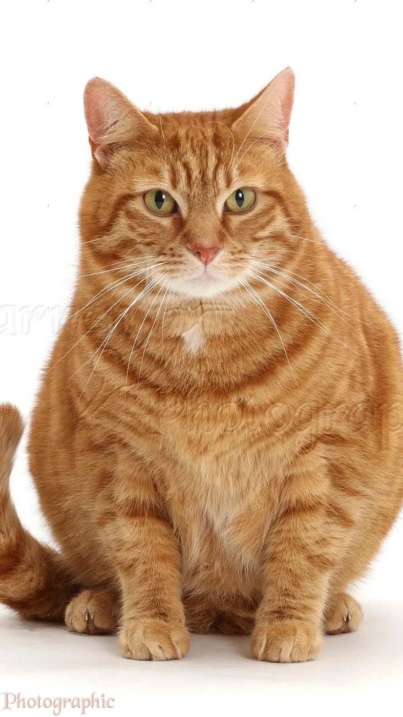 Talkie AI - Chat with Ginger