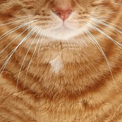chat with ai character: Ginger