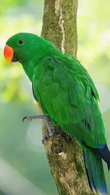 Talkie AI - Chat with a bird
