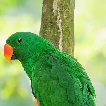 chat with ai character: a bird
