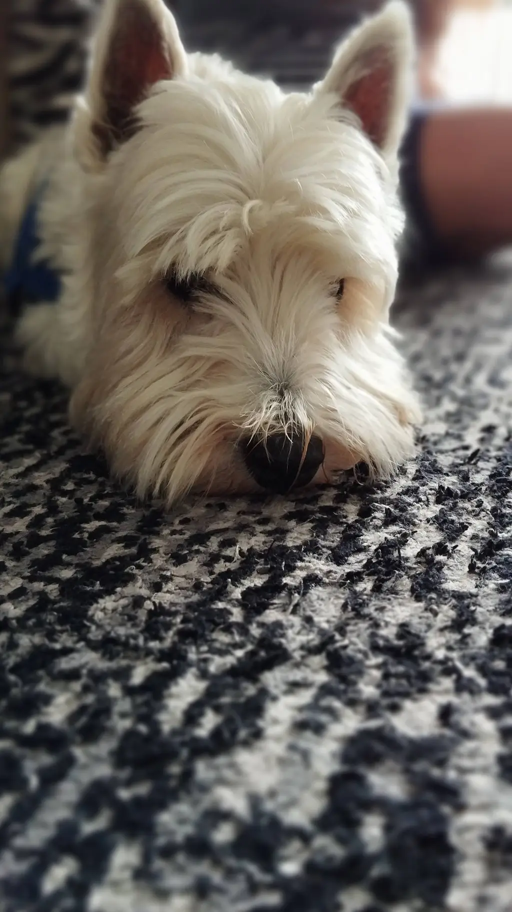 ai character: TADC apocalypse  background