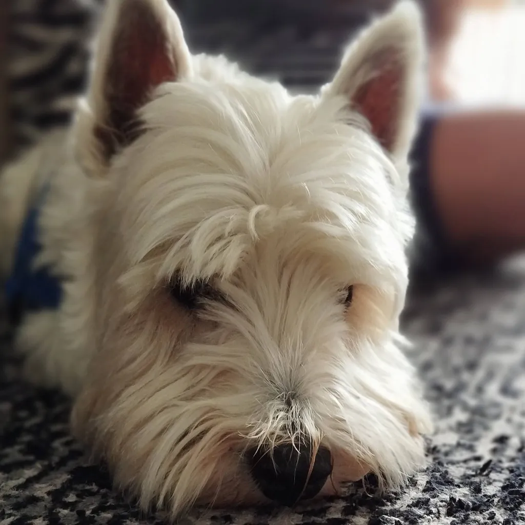 chat with ai character: TADC apocalypse 