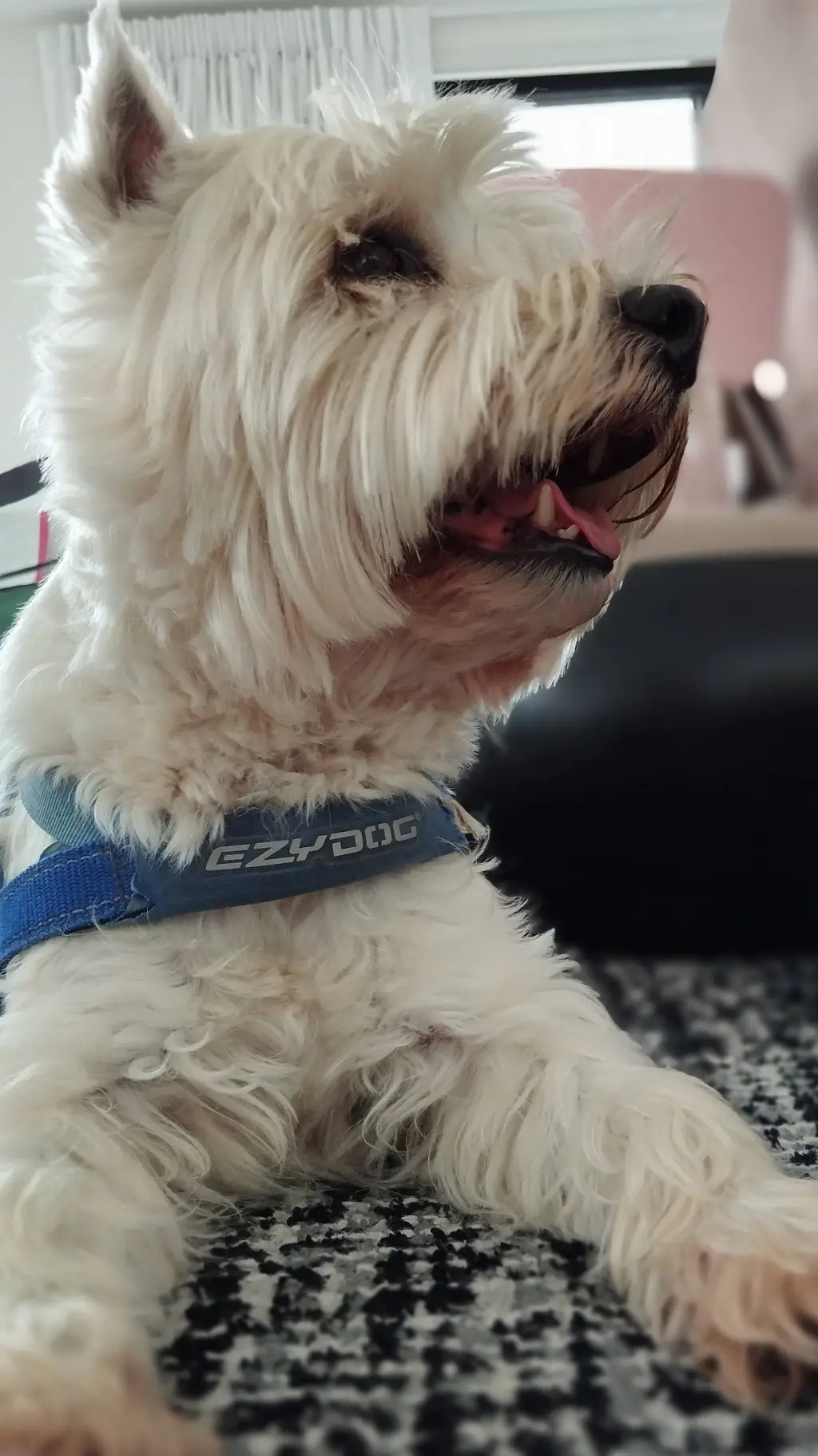 ai character: Country humans  background