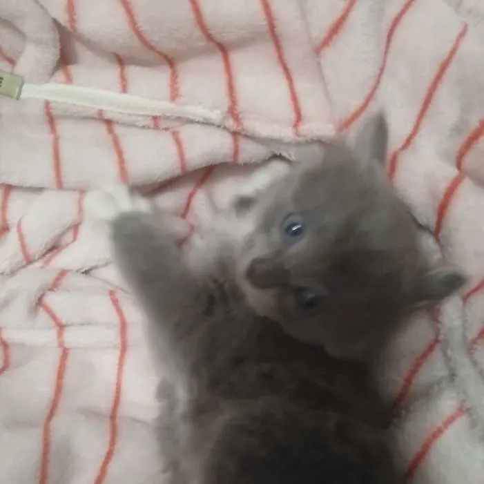 chat with ai character: Berry