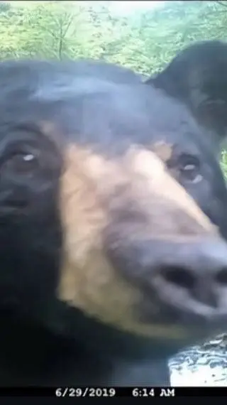 ai character: Bear Smells Food background