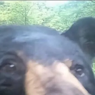 chat with ai character: Bear Smells Food