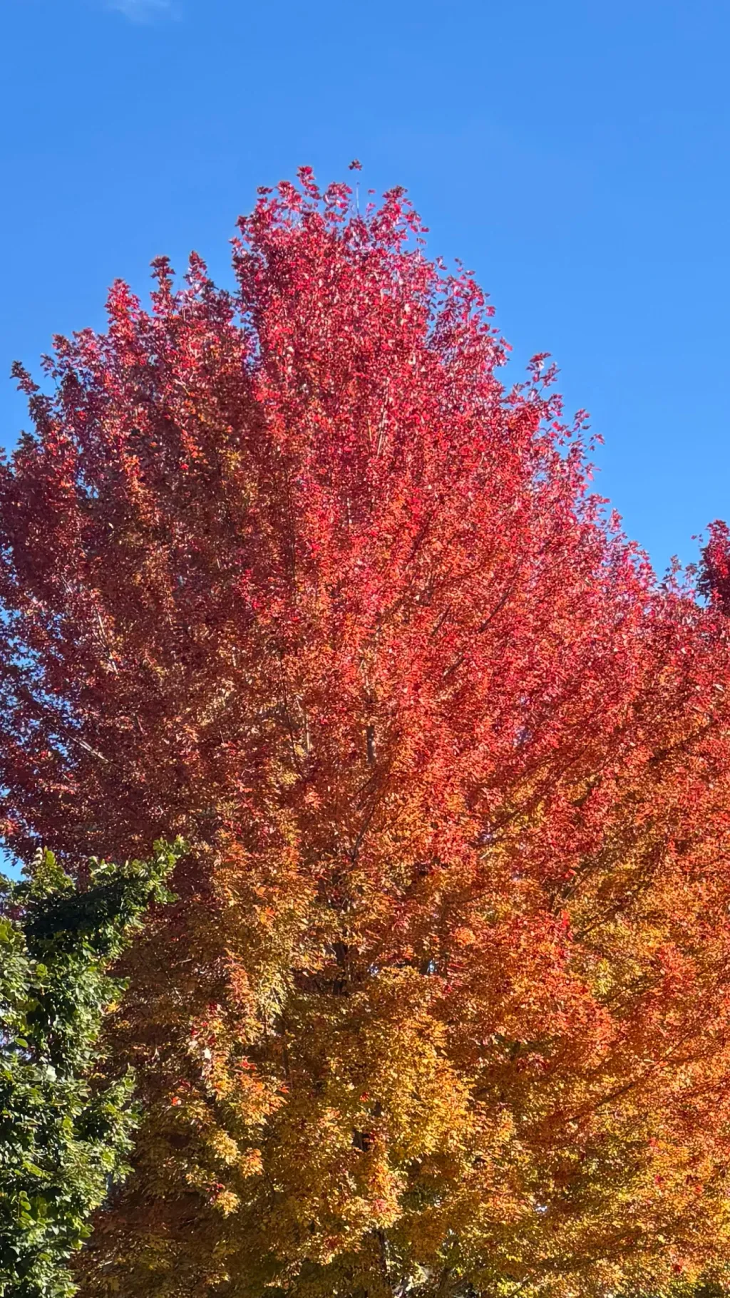 ai character: Zryovlak City background