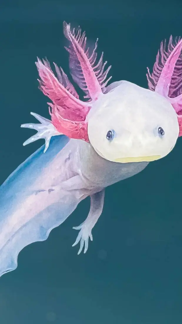 ai character: axolotl  background