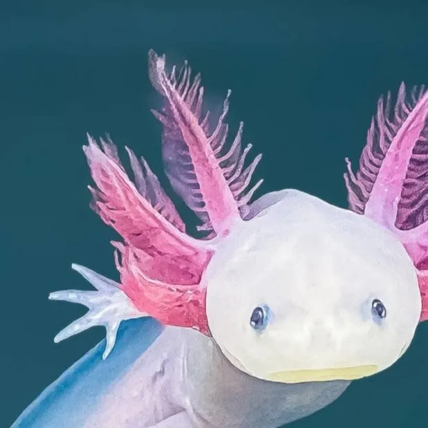 chat with ai character: axolotl 