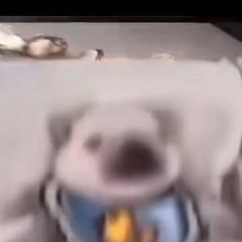 chat with ai character: pibble x kny