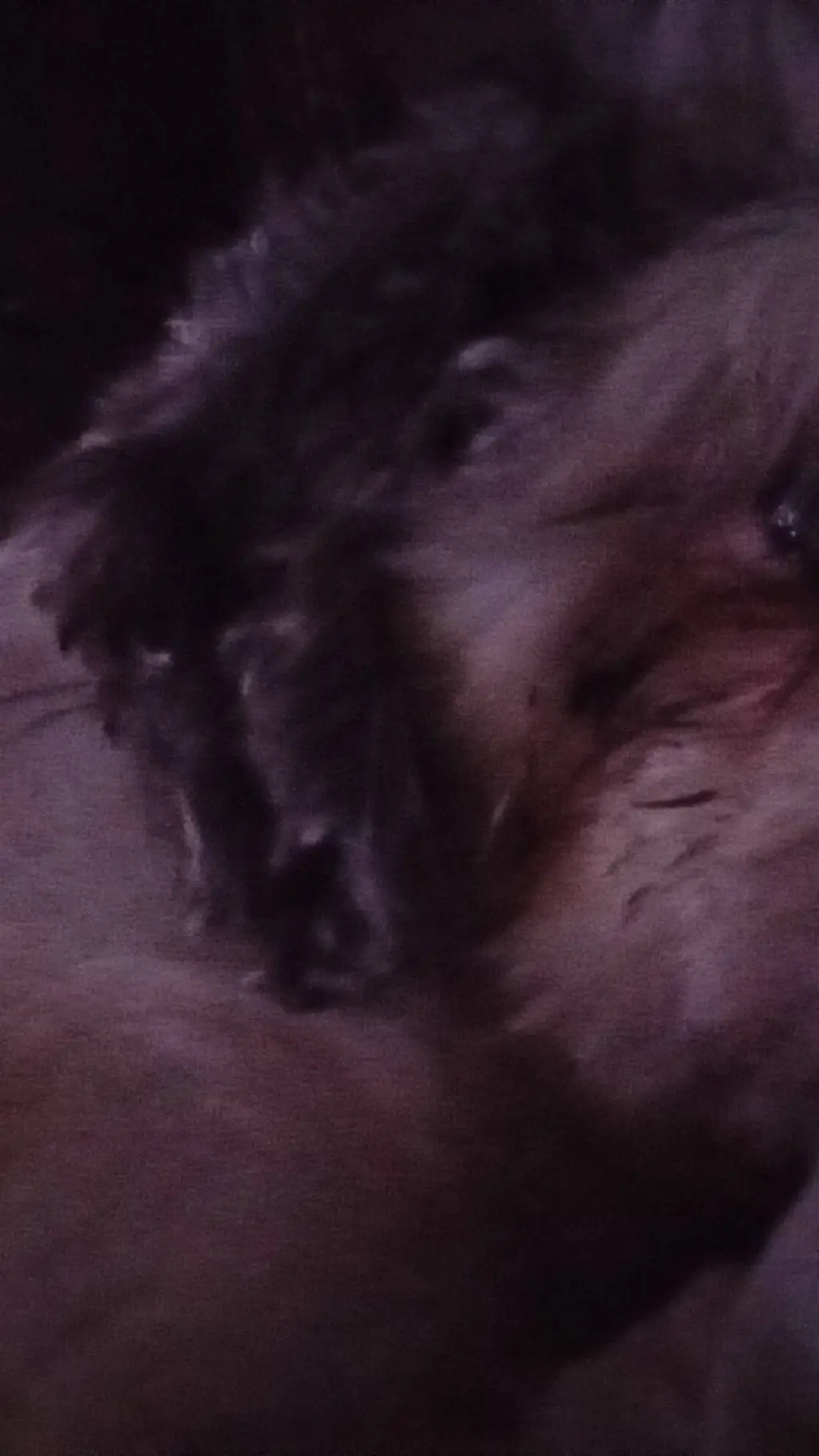 ai character: dog background