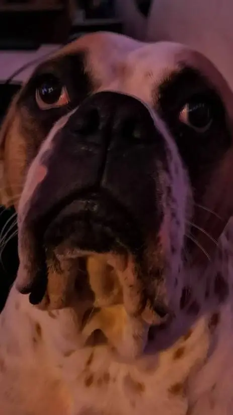 ai character: Daisy Maeve 🦄🐶🌸 background