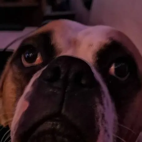 chat with ai character: Daisy Maeve 🦄🐶🌸