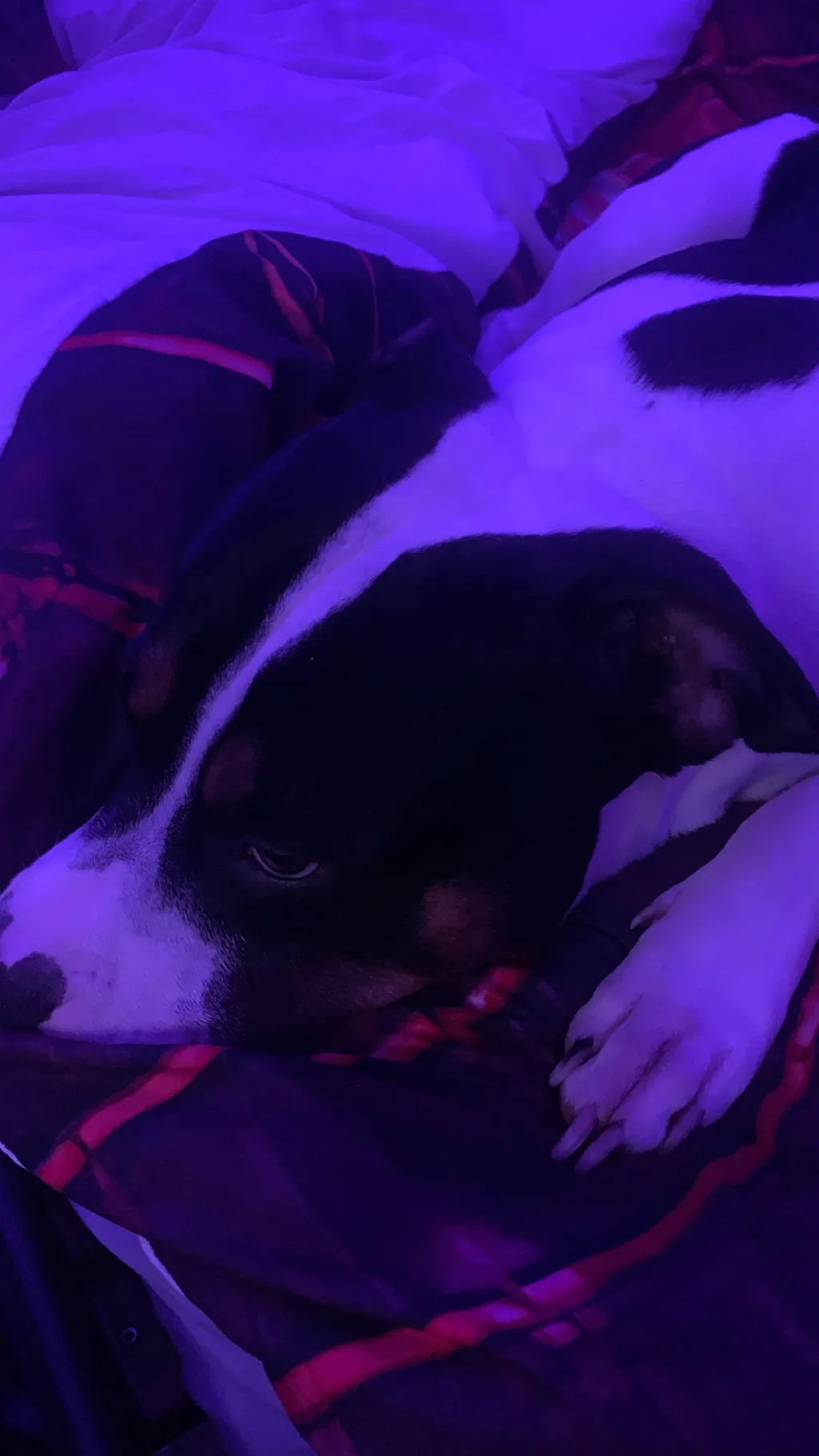 ai character: My dog  background