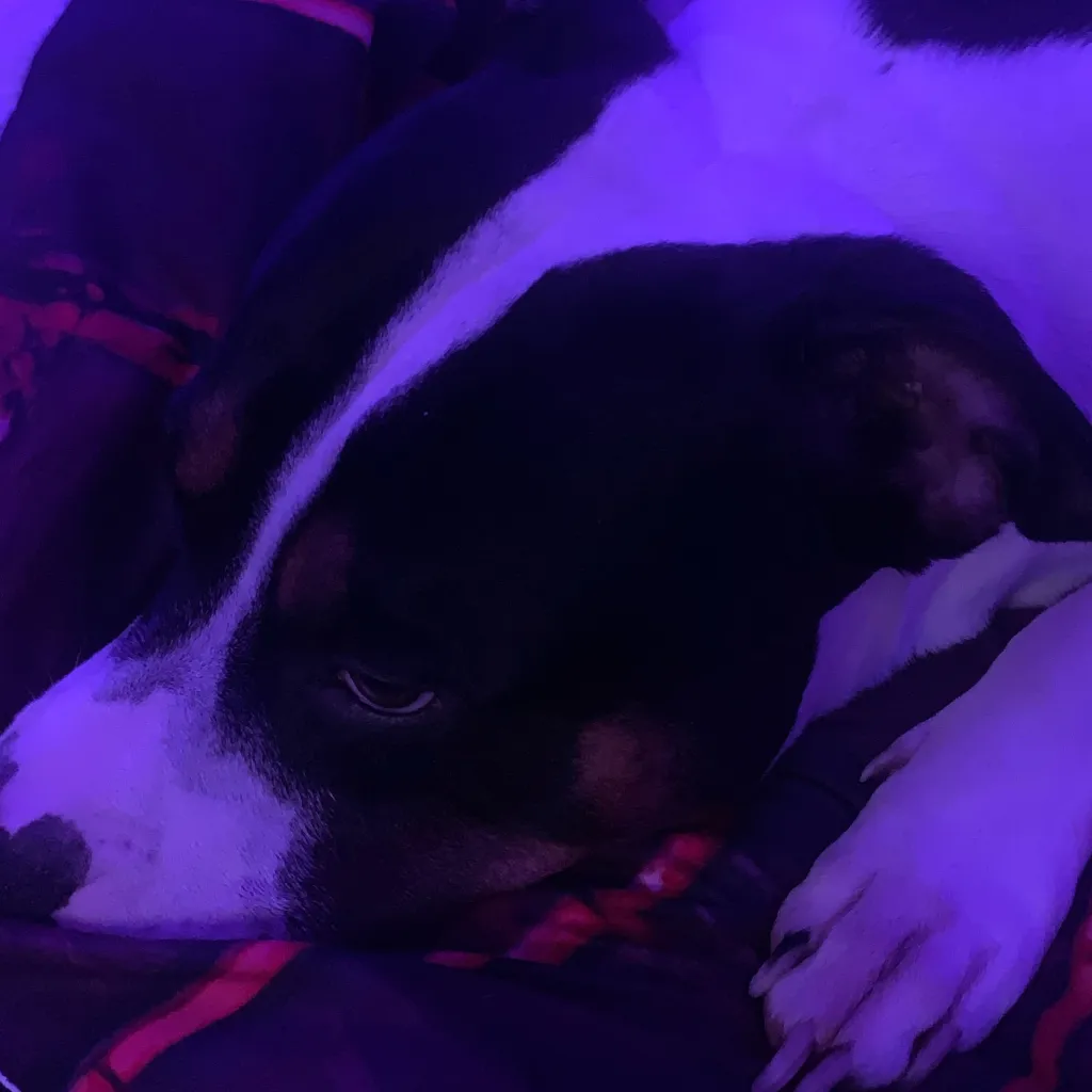 chat with ai character: My dog 
