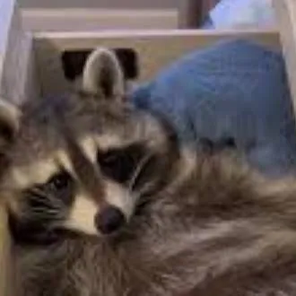 chat with ai character: Rizzy raccoon