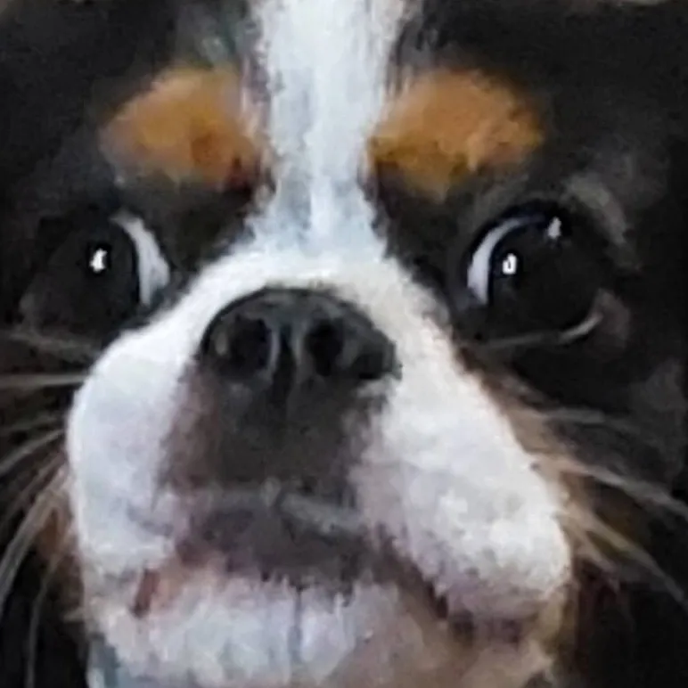 chat with ai character: doge 