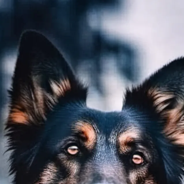 chat with ai character: Missy the dogggy