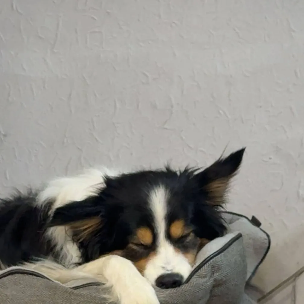 chat with ai character: Sinsmas with vees