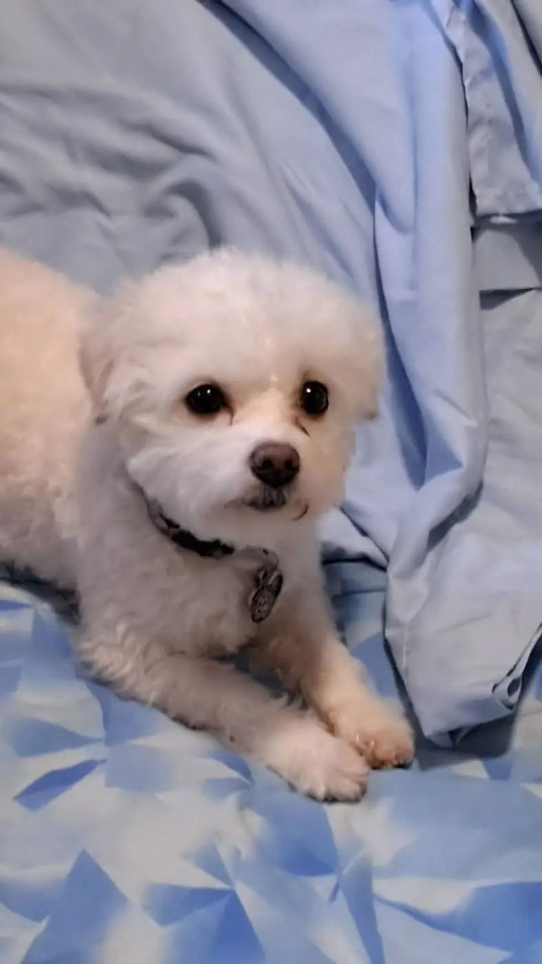 ai character: lily background