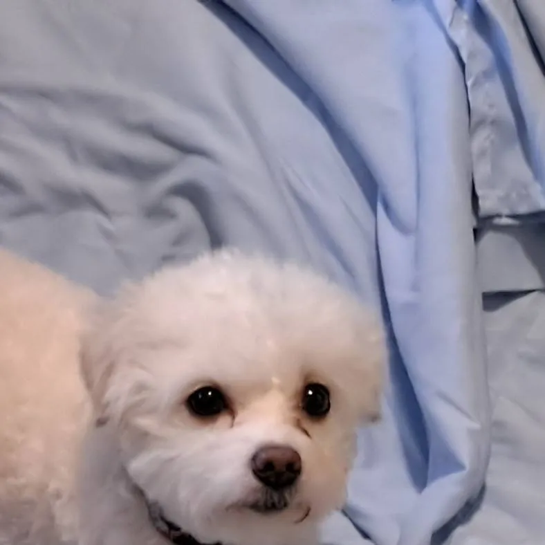 chat with ai character: lily