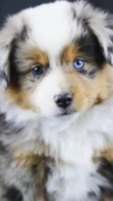 ai character: lulu background