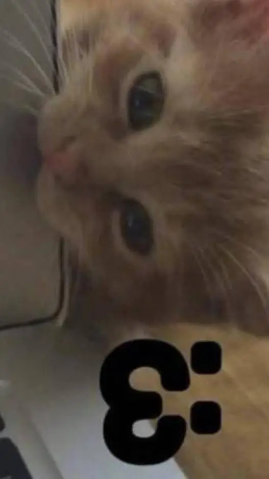 ai character: 3d-printed cats!  background