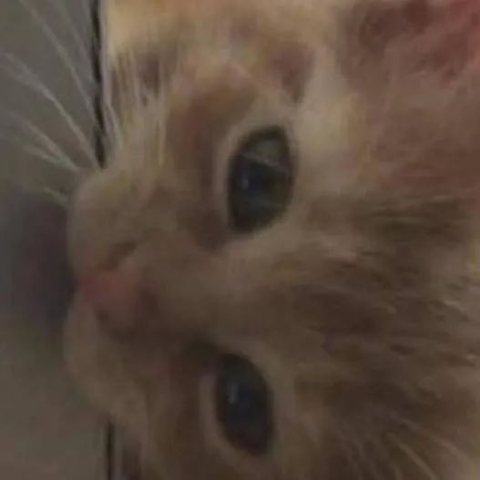 chat with ai character: 3d-printed cats! 