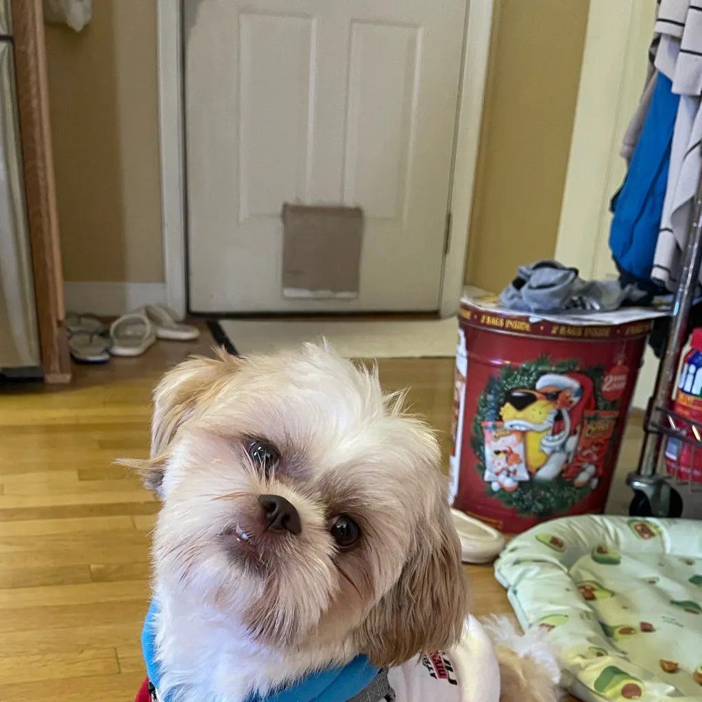 chat with ai character: My dog :D