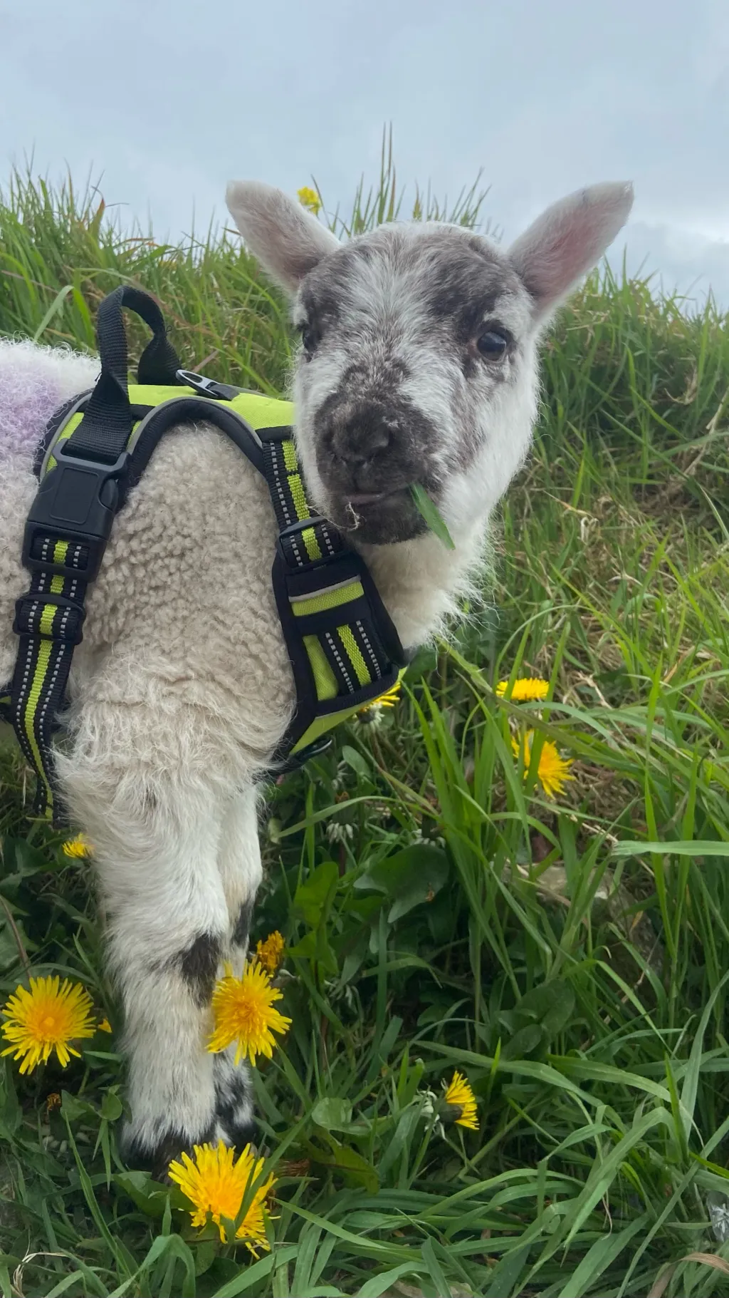 ai character: Emerald background