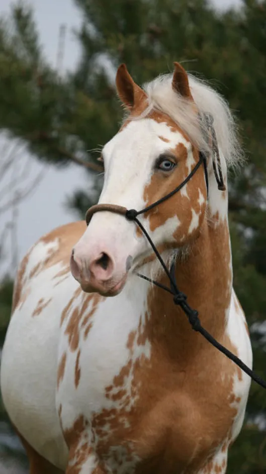 ai character: Daisy  background