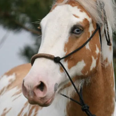 chat with ai character: Daisy 