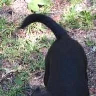 chat with ai character: storm