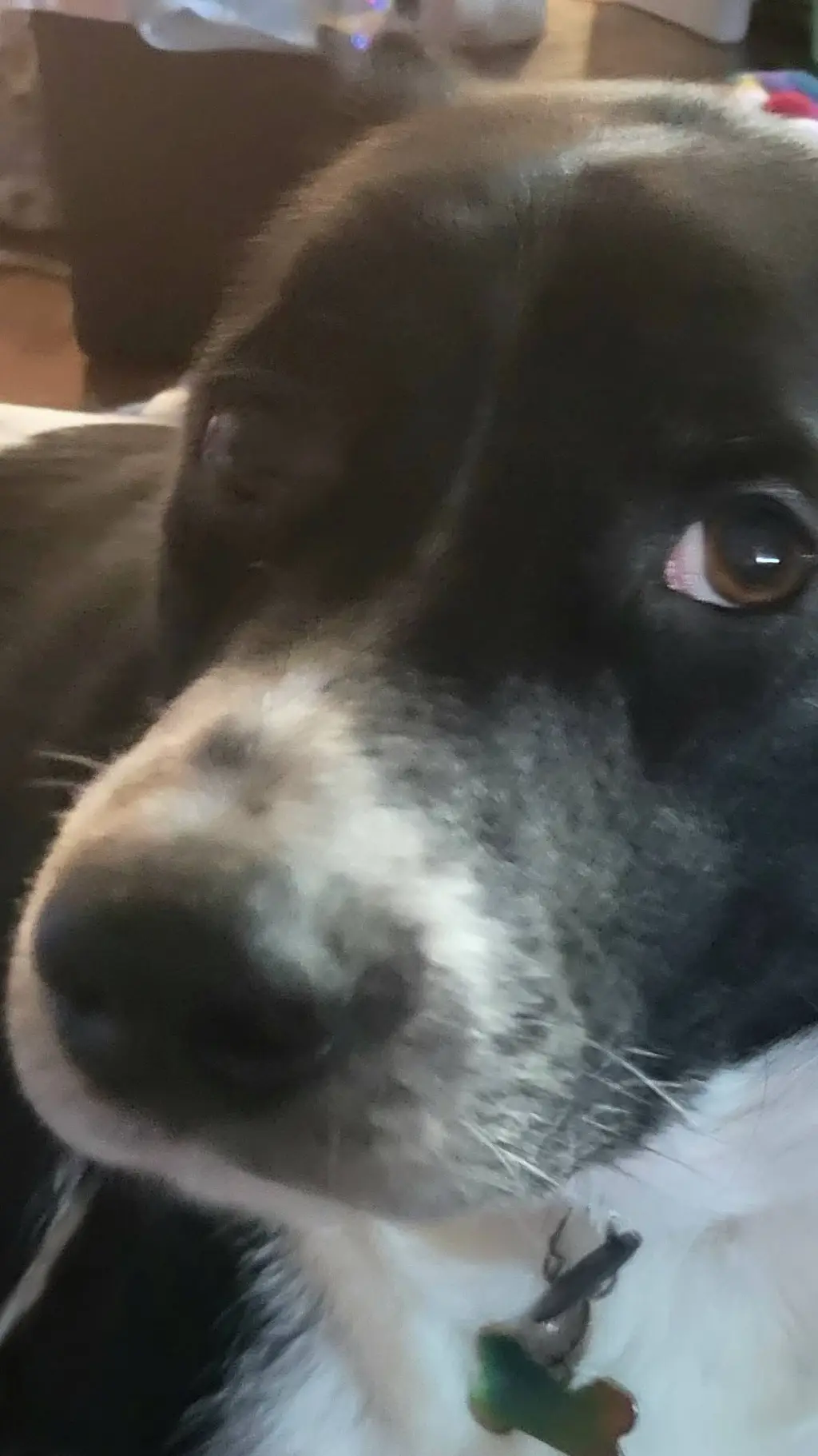 Talkie AI - Chat with Nerdy's allergies