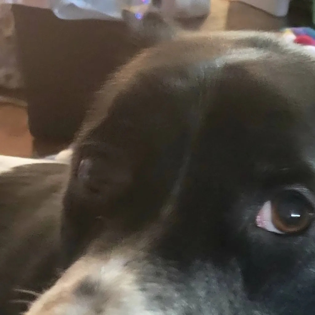 chat with ai character: Nerdy's allergies